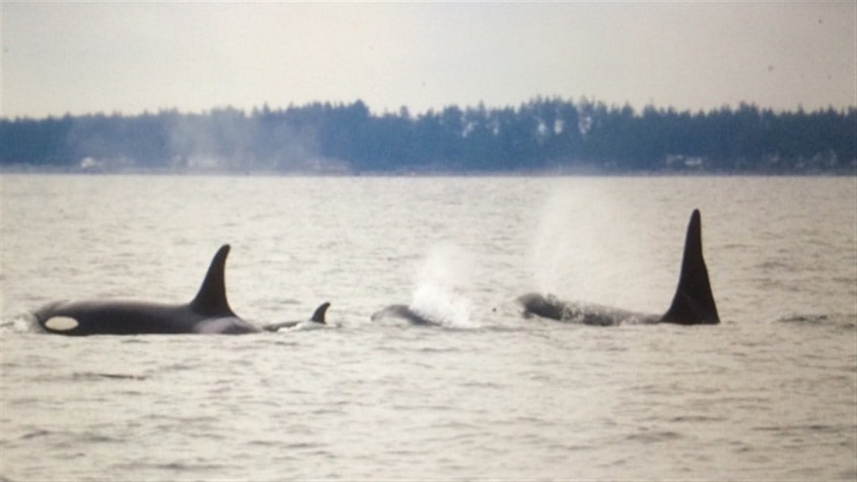 Le bébé orque nage en famille près de l'île de Vancouver.