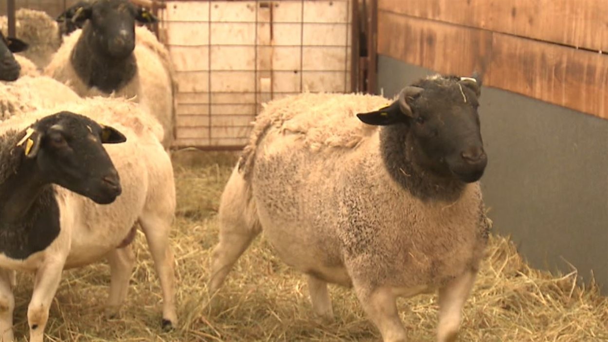 Une Amende De 1250 Pour Avoir Permis A Des Musulmans De Tuer Des Moutons Sur Sa Ferme Radio Canada Ca