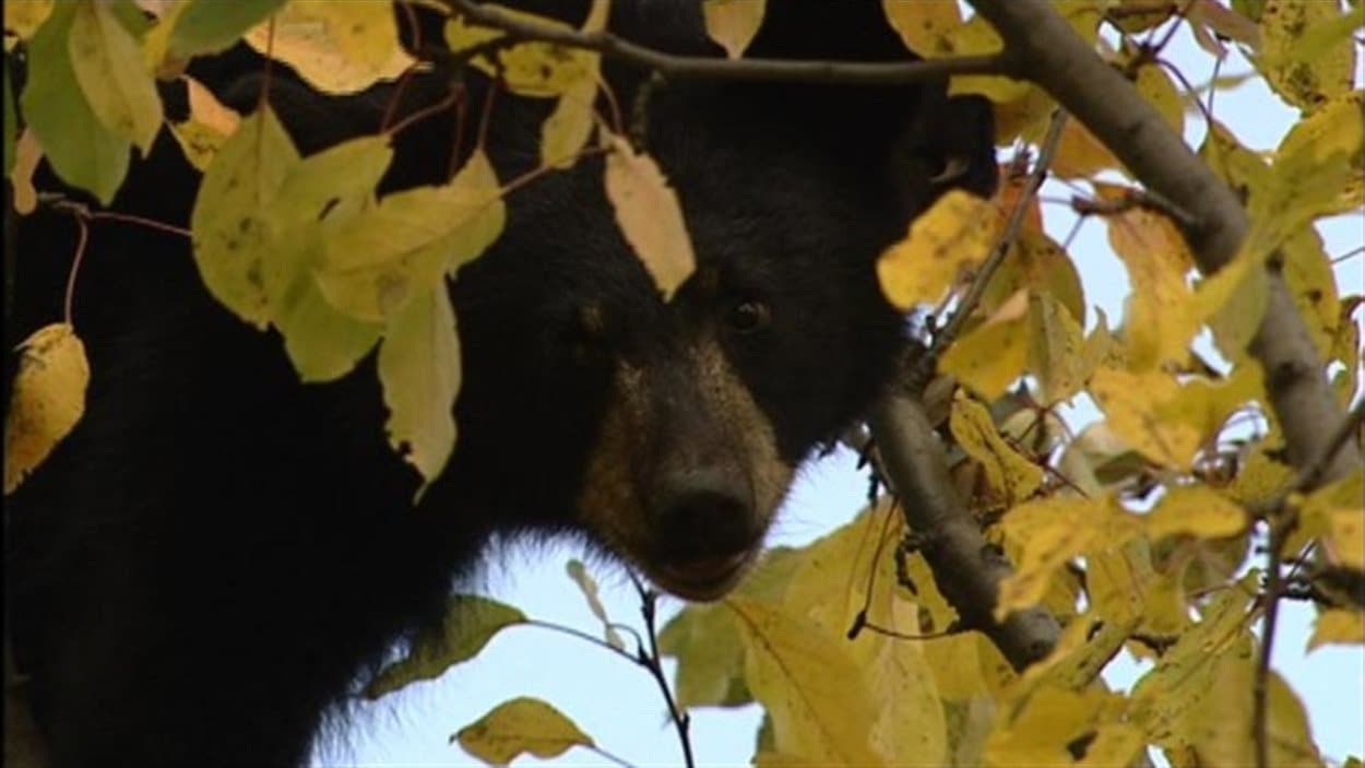 Un ours noir