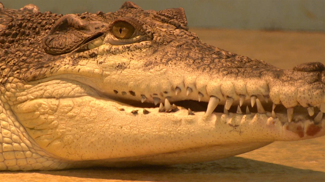 La plus grande collection de reptiles du pays en péril RadioCanada