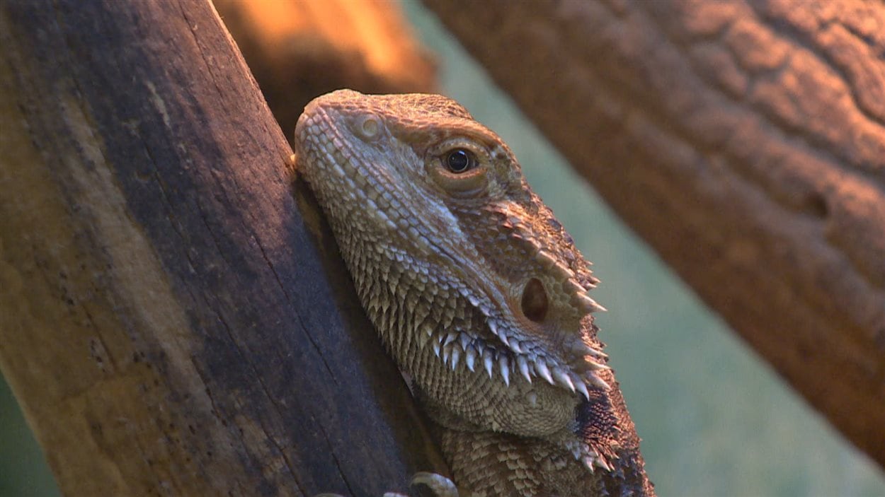 Le zoo Reptile World ferme après la saisie de dizaines d'animaux