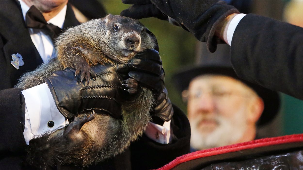 La célèbre marmotte Phil, de Pennsylvanie.