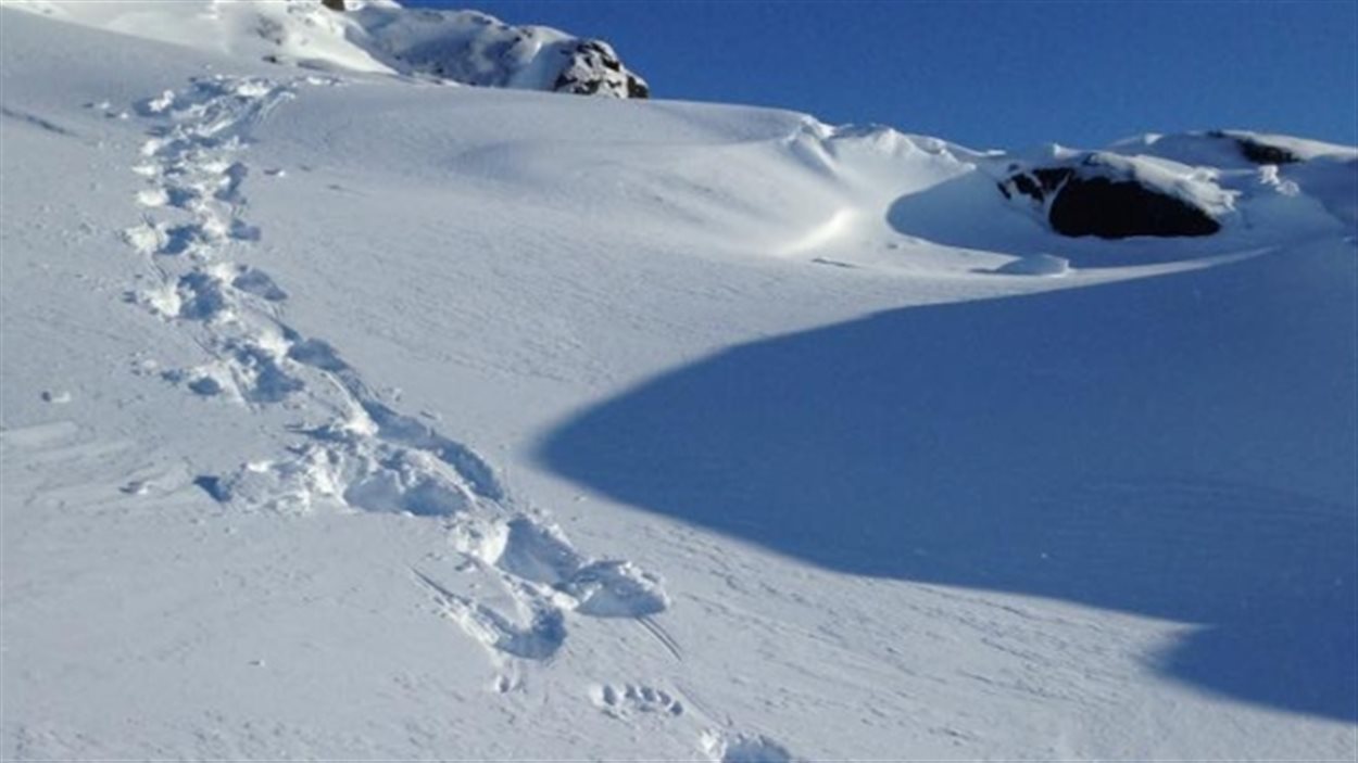 Des traces de pattes d'ours polaires sont visibles dans la neige près de Black Tickle, au Labrador. On croit que neuf des grands carnivores auraient visité la communauté cette semaine.