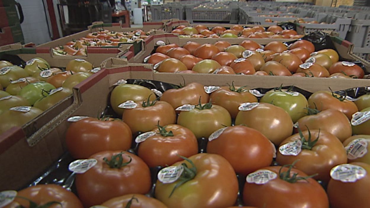 Tomates Savoura