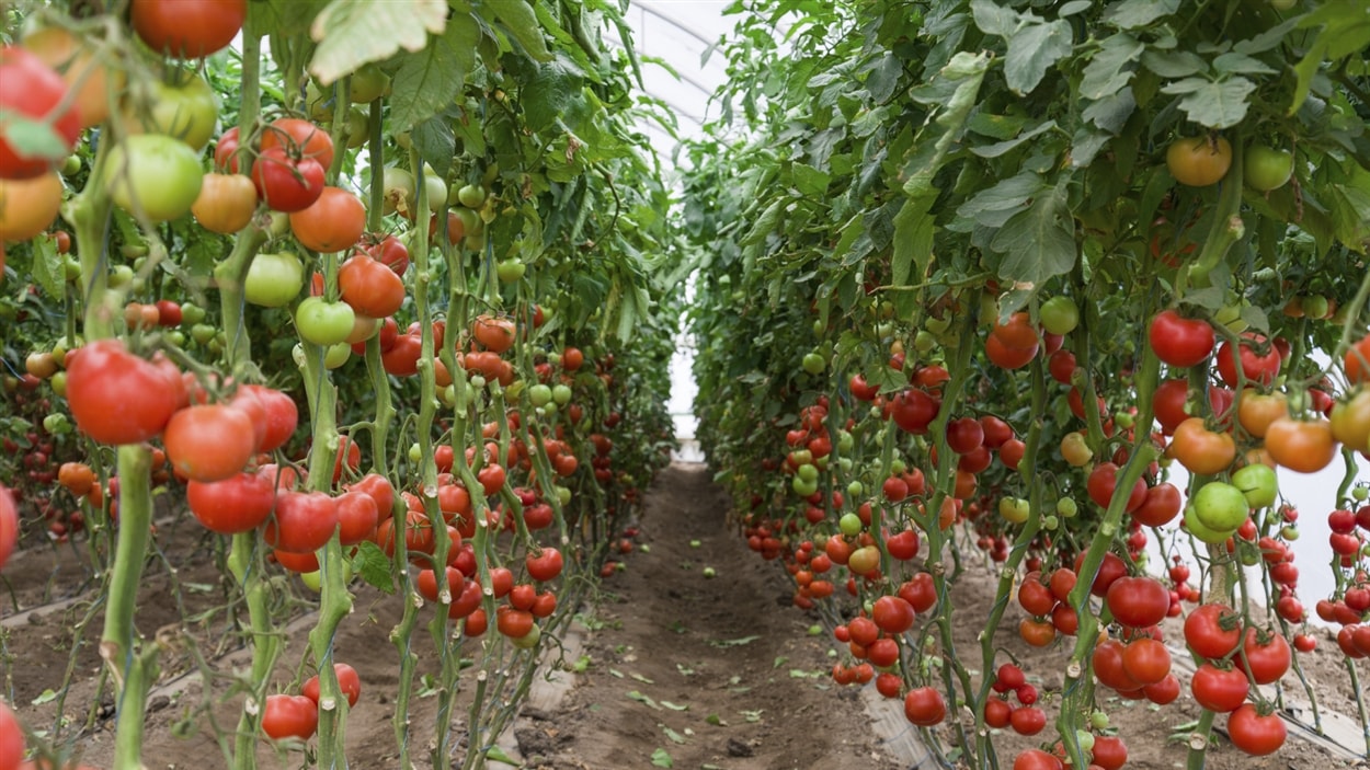 Des tomates cultivées en serre