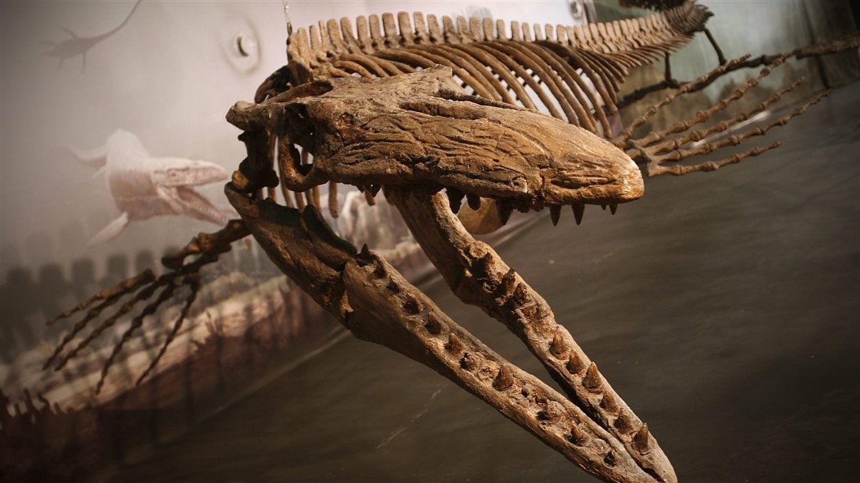 Un mosasaure est exposé au Canadian Fossil Discovery Centre à Morden,au Manitoba.