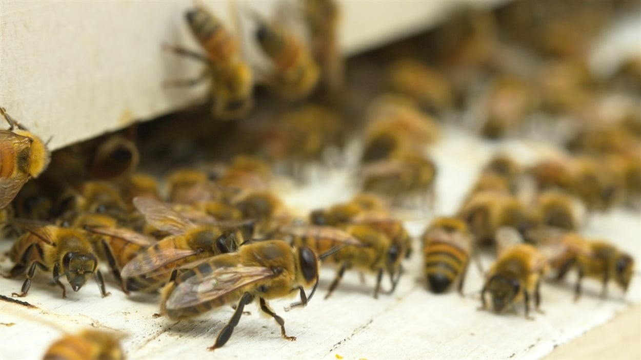 Ruche d'abeilles