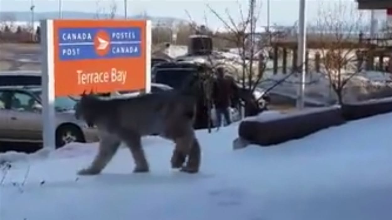 Un lynx a surpris les résidents de Terrace Bay