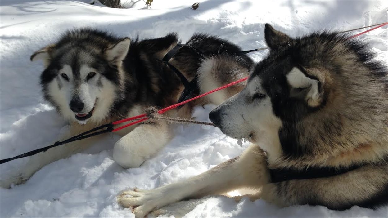 Chiens