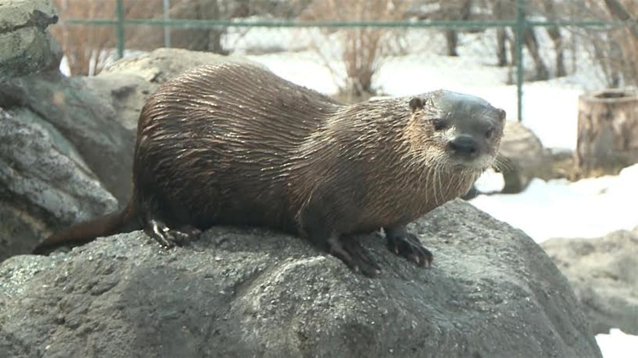 Retards importants pour l’Aquatarium de Brockville RadioCanada