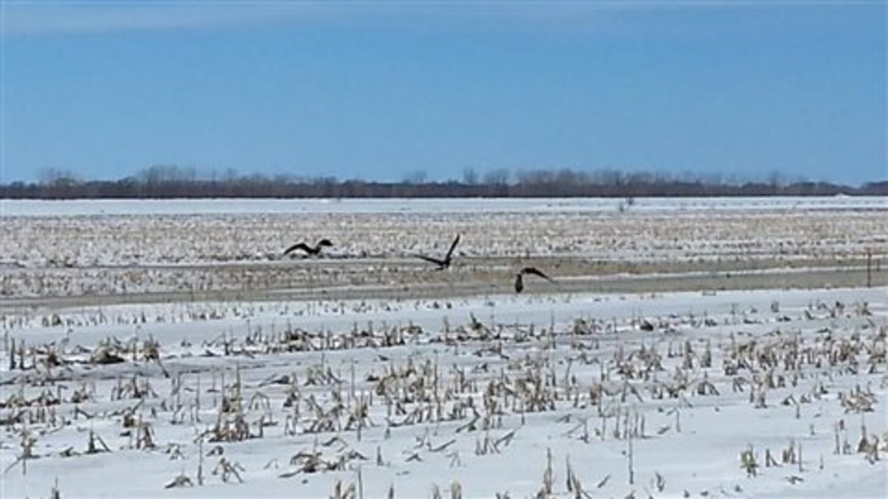 Retour tardif des oies blanches à BaieduFebvre RadioCanada