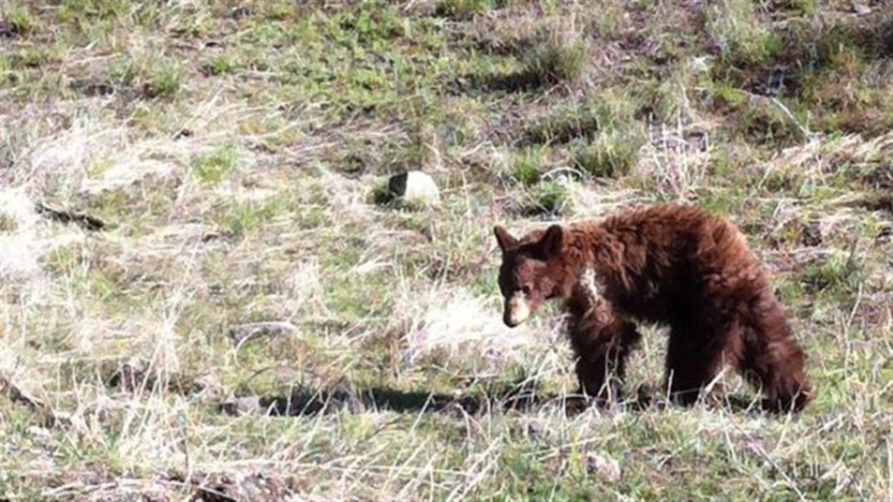 Le jeune ours qui a été aperçu en train de s'approcher des véhicules près de Kamloops, en Colombie-Britannique.