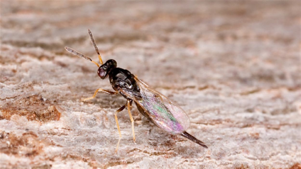 La guêpe Tetrastichus Planipennisi a été introduite dans le Parc de la Gatineau pour lutter contre l'agrile du frêne.