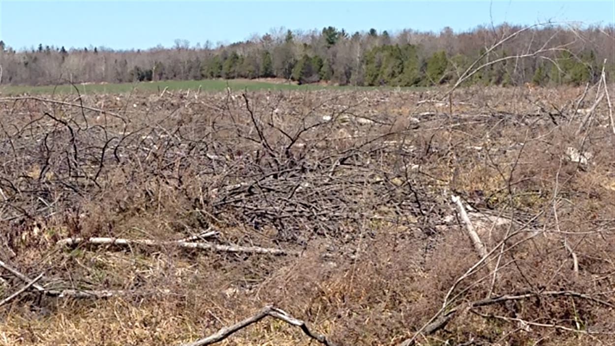 Une étude sera menée dans l'Est ontarien.