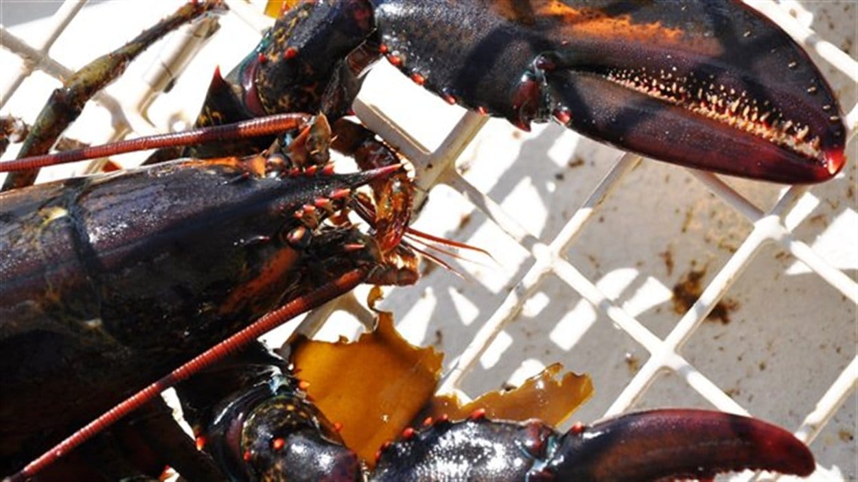 Saison de la pêche au homard 2015