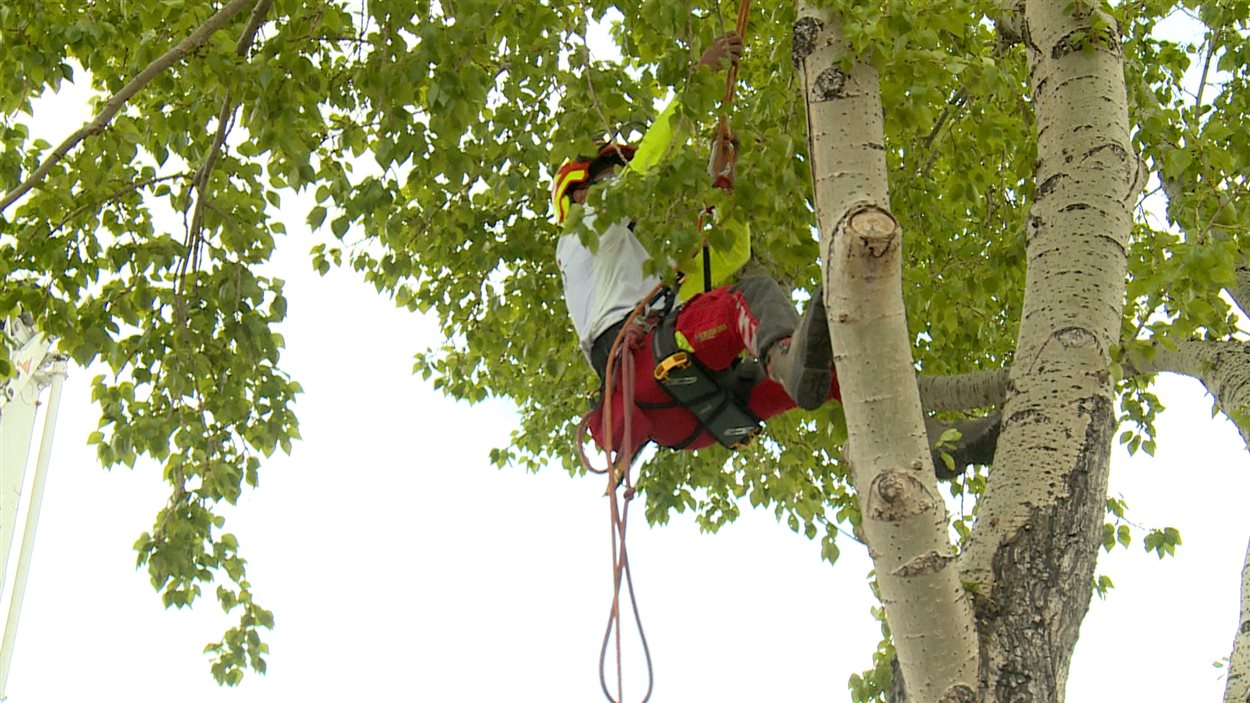 L'arboriste-grimpeur Jean-Mathieu Daoust grimpe dans un arbre, le 9 mai 2015 à Calgary.