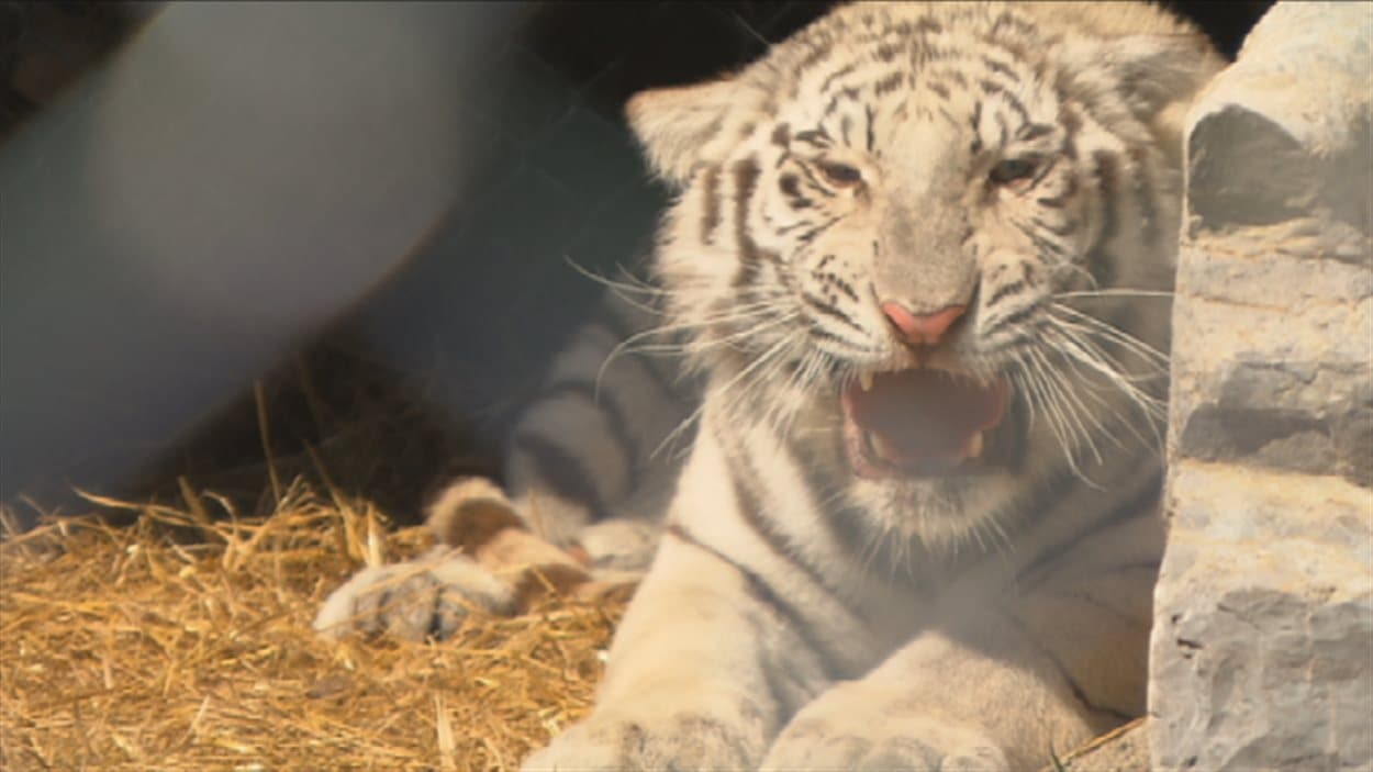 Le tigre blanc du Zoo de Falardeau