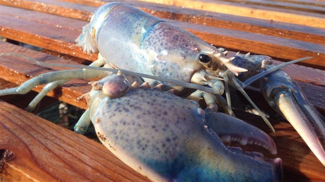 Un homard albinos