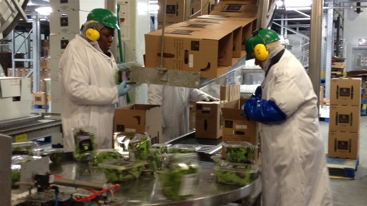 Des travailleurs étrangers temporaires dans une usine d'alimentation québécoise.