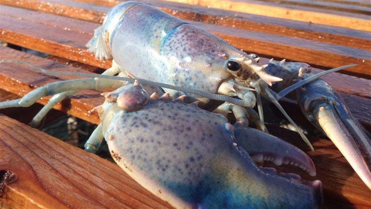 Le homard albinos pêché par le capitaine du VSOP Hugues Roussy de Port-Daniel et son fils Samuel