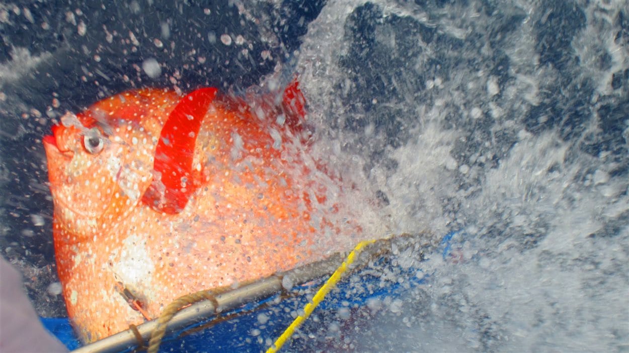 Un opah dans lequel les chercheurs ont placé des thermomètres électroniques est remis à l'eau au large de la Californie.