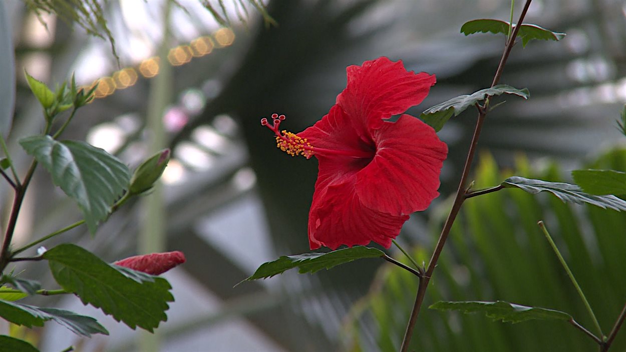 Une fleur dans le Jardin botanique de Chenshan, à Shanghai