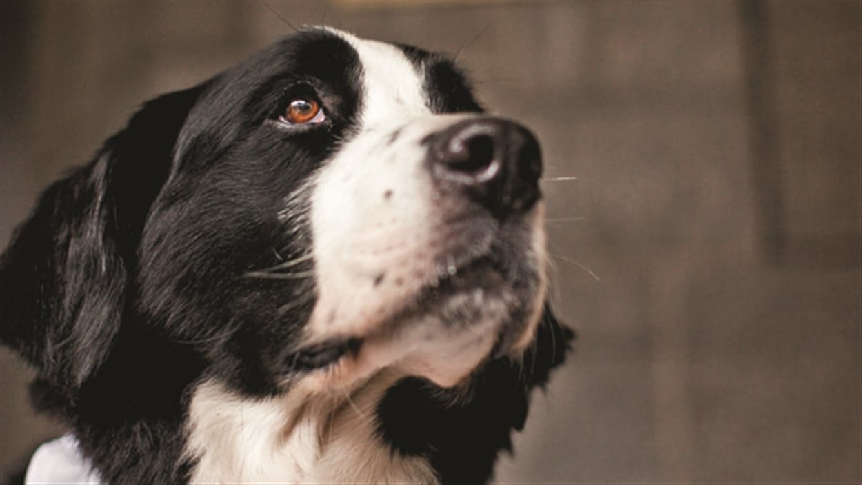 Le chien Santol est mort la semaine dernière.