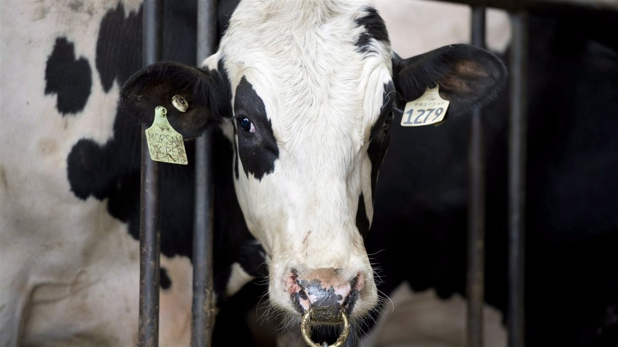 Une vache dans une ferme laitière.