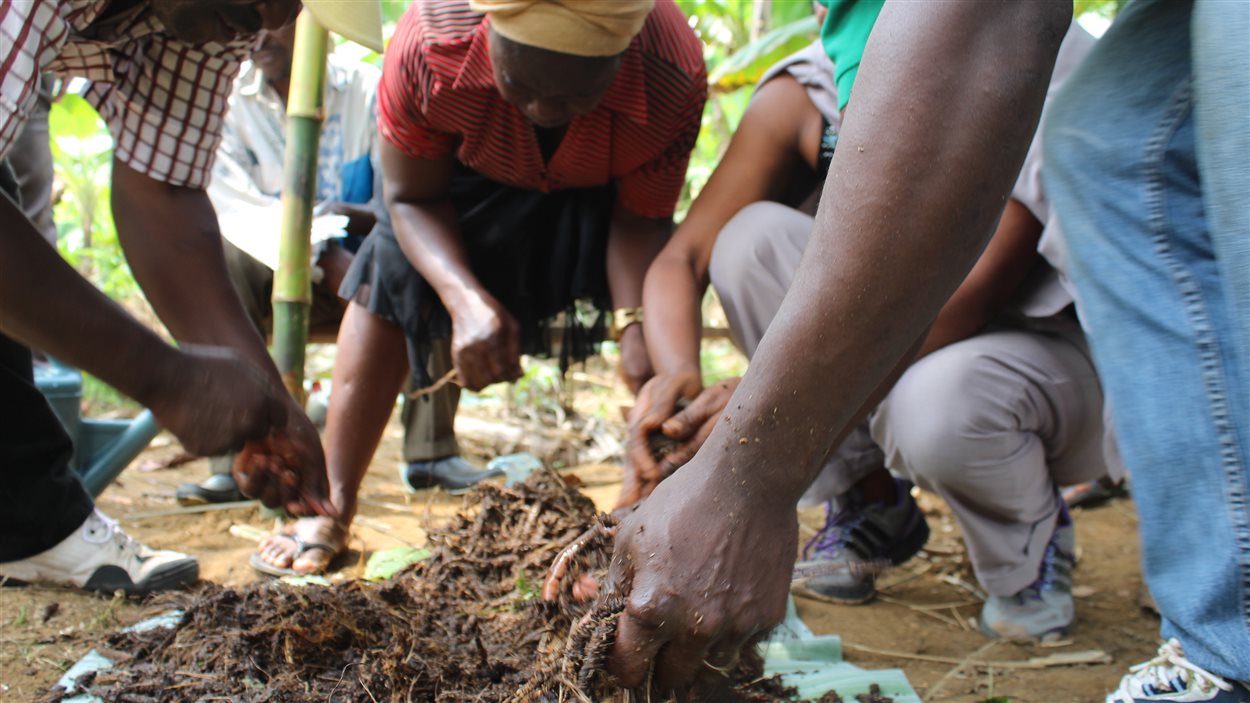 Des agriculteurs camerounais veulent apprendre du savoirfaire