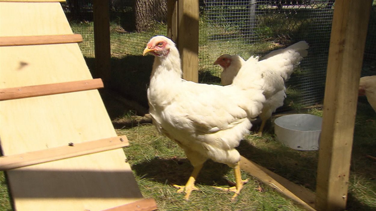 L'arrondissement de Rosemont-La-Petite-Patrie a tenté l'expérience des poules urbaines en 2011.