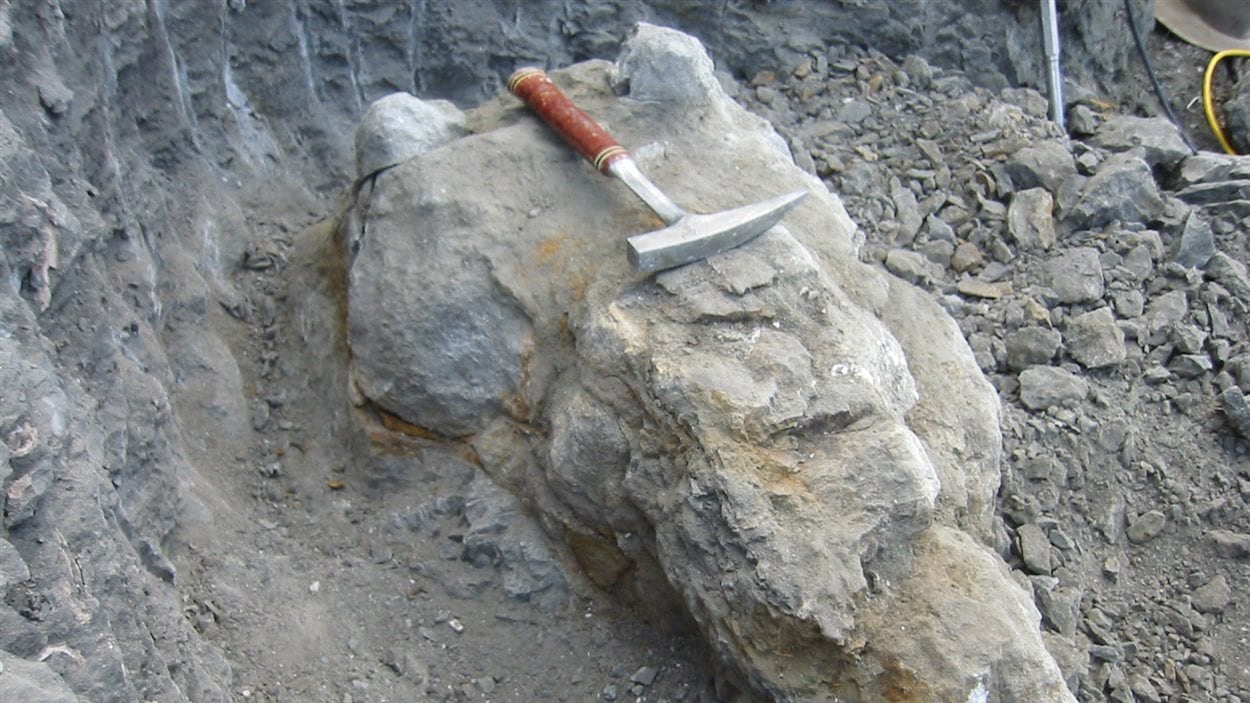 Le fossile a pris des années à être déterré de la roche.