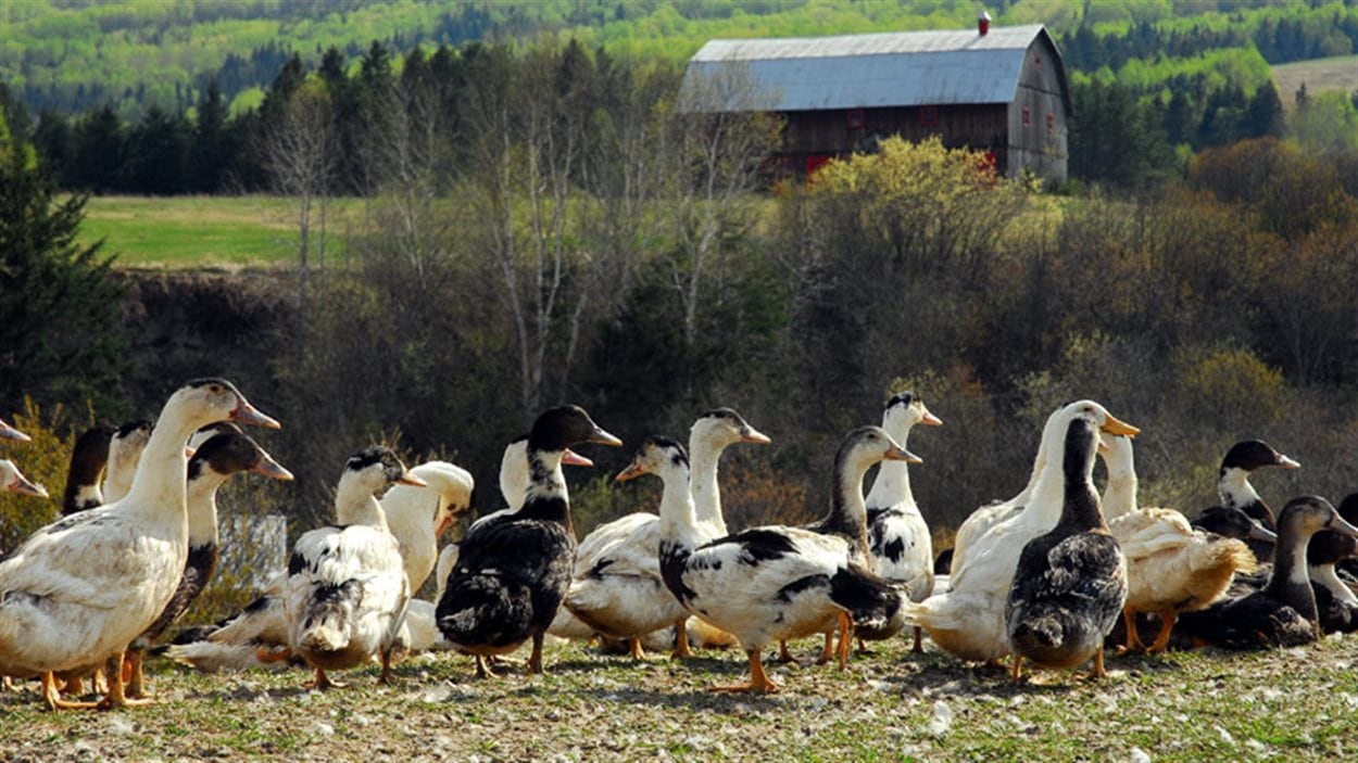 Les canards en liberté de la Ferme Basque de Charlevoix