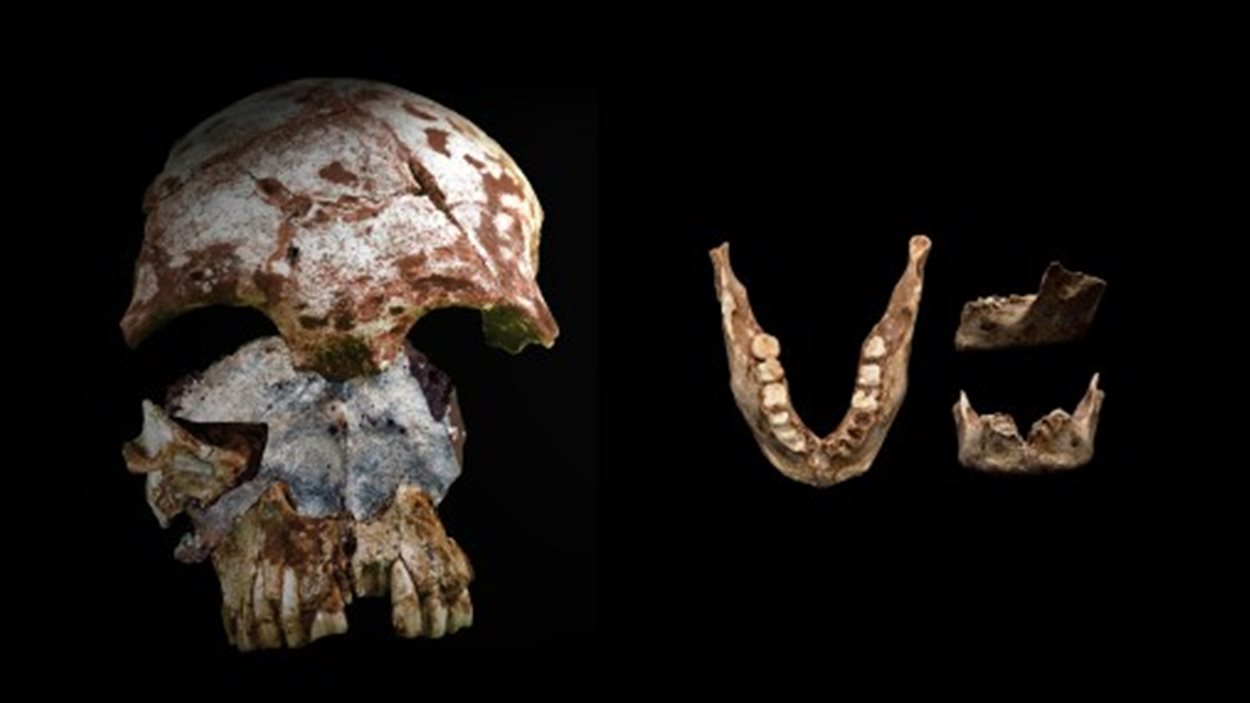 Le crâne et la mandibule