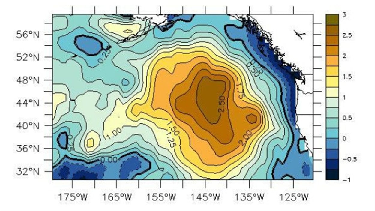 L Impact De L Eau Chaude Sur Les Animaux Marins L Eau Cette Ressource Menacee Radio Canada Ca