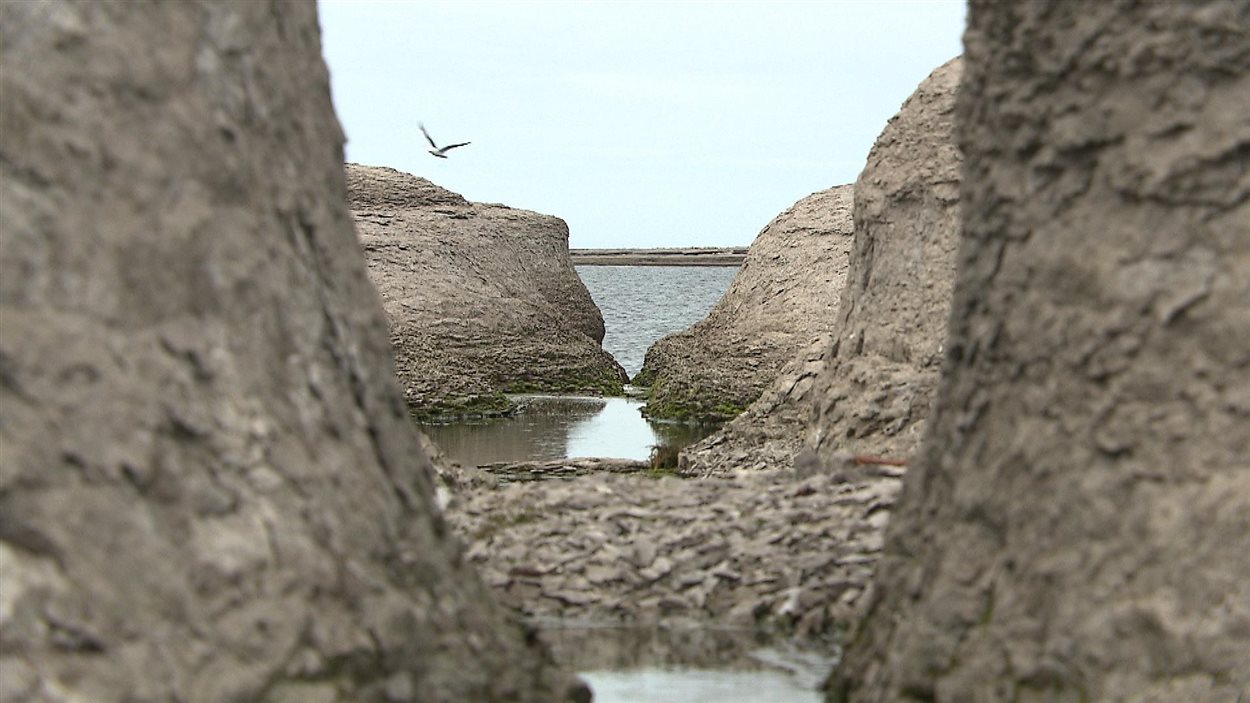 L'Archipel-de-Mingan est un véritable sanctuaire pour les oiseaux.