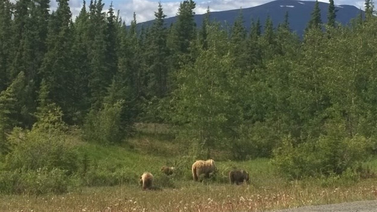 Grizzly en bordure de la route