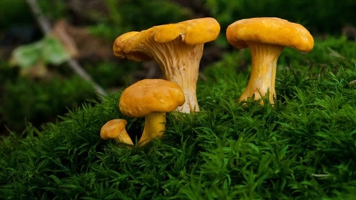 L'ADN des champignons à la rescousse des cueilleurs RadioCanada — free download