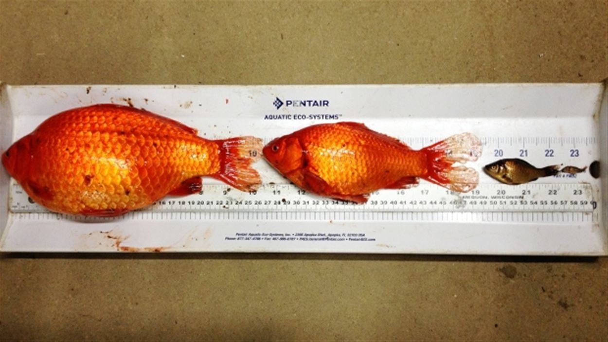 Rever D attraper Un Poisson à La Main Les étangs d'Okotoks envahis par les poissons rouges | Radio-Canada.ca
