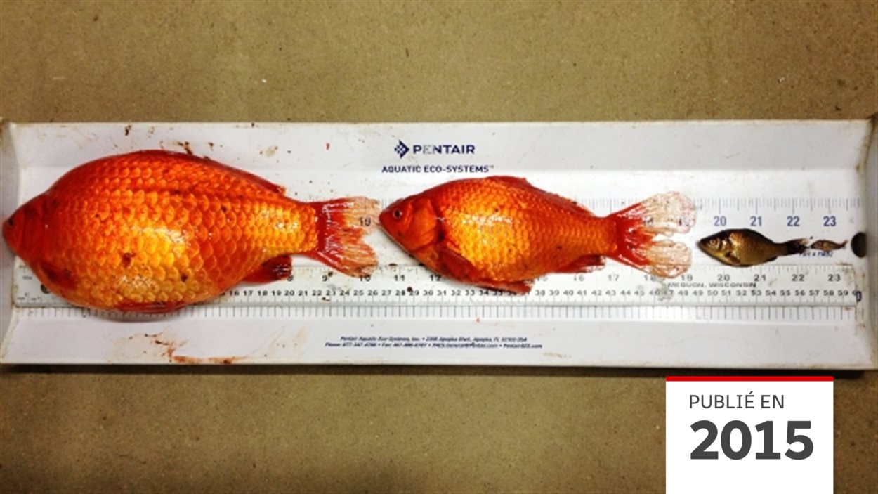 Les poissons rouges – SPCA Charlevoix
