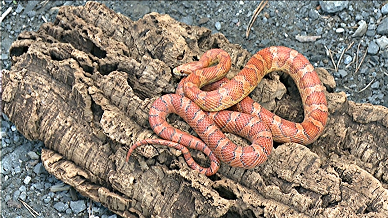 La couleuvre des blés retrouvée à Ottawa est en excellente condition. (22-06-15)