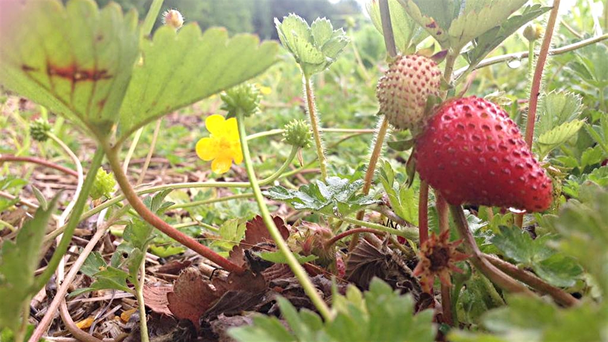 45 000 de fraises ravagées par les vers blancs RadioCanada.ca 45 000 de fraises ravagées par les vers blancs RadioCanada.ca