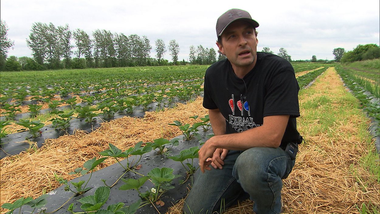 David Lemire, président de l'Association des producteurs de fraises et framboises du Québec