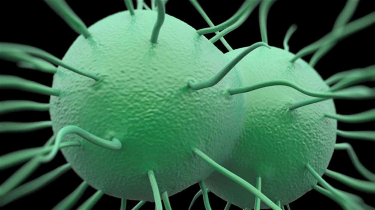 An illustration of the Neisseria gonorrhoeae bacterium that causes gonorrhea.