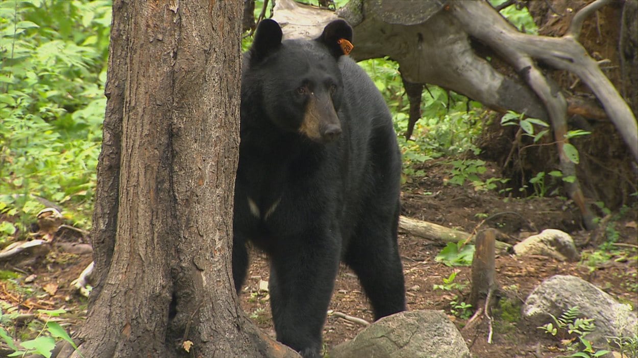 Ours noir