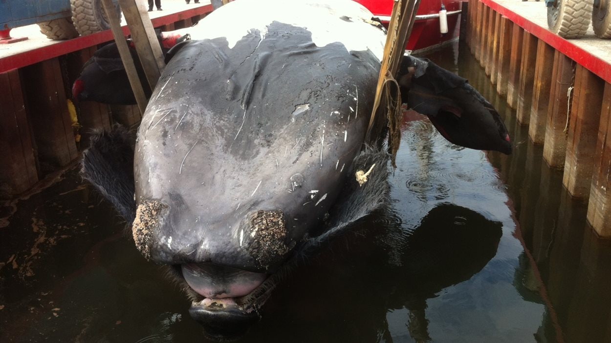 La baleine noire a été retrouvée à la dérive au large de Percé