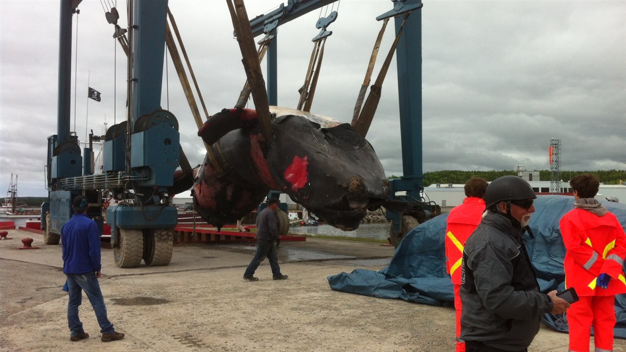 Carcasse de baleine noire à Newport
