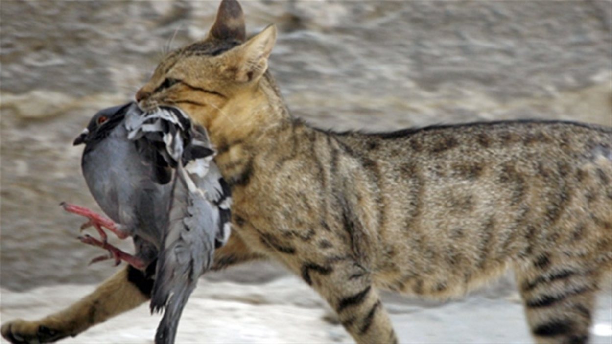 Les Chats Tuent Beaucoup D Oiseaux Au Canada Radio Canada Ca