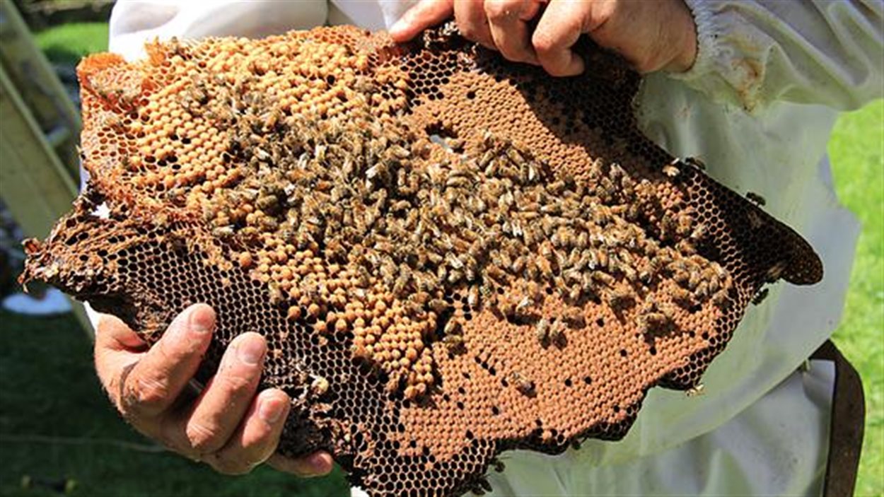 Un apiculteur de Elmwood retire une ruche et ses 50 000 abeilles d'une maison de Cambridge