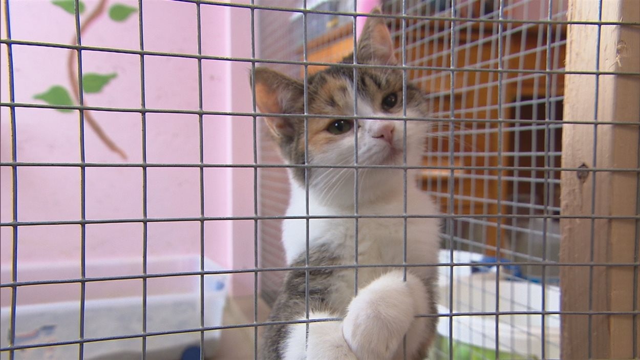 Les animaux en difficulté maintenant protégés dans la Baie