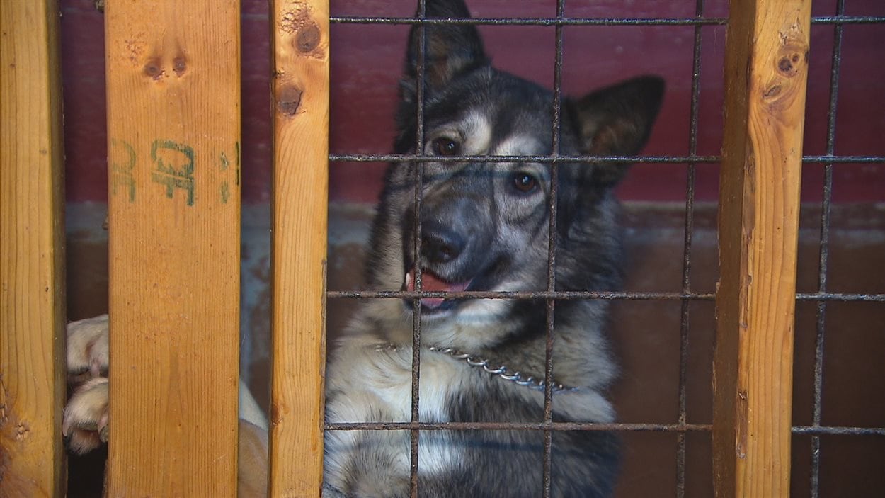 L'abandon d'animaux de compagnie sème l'inquiétude à